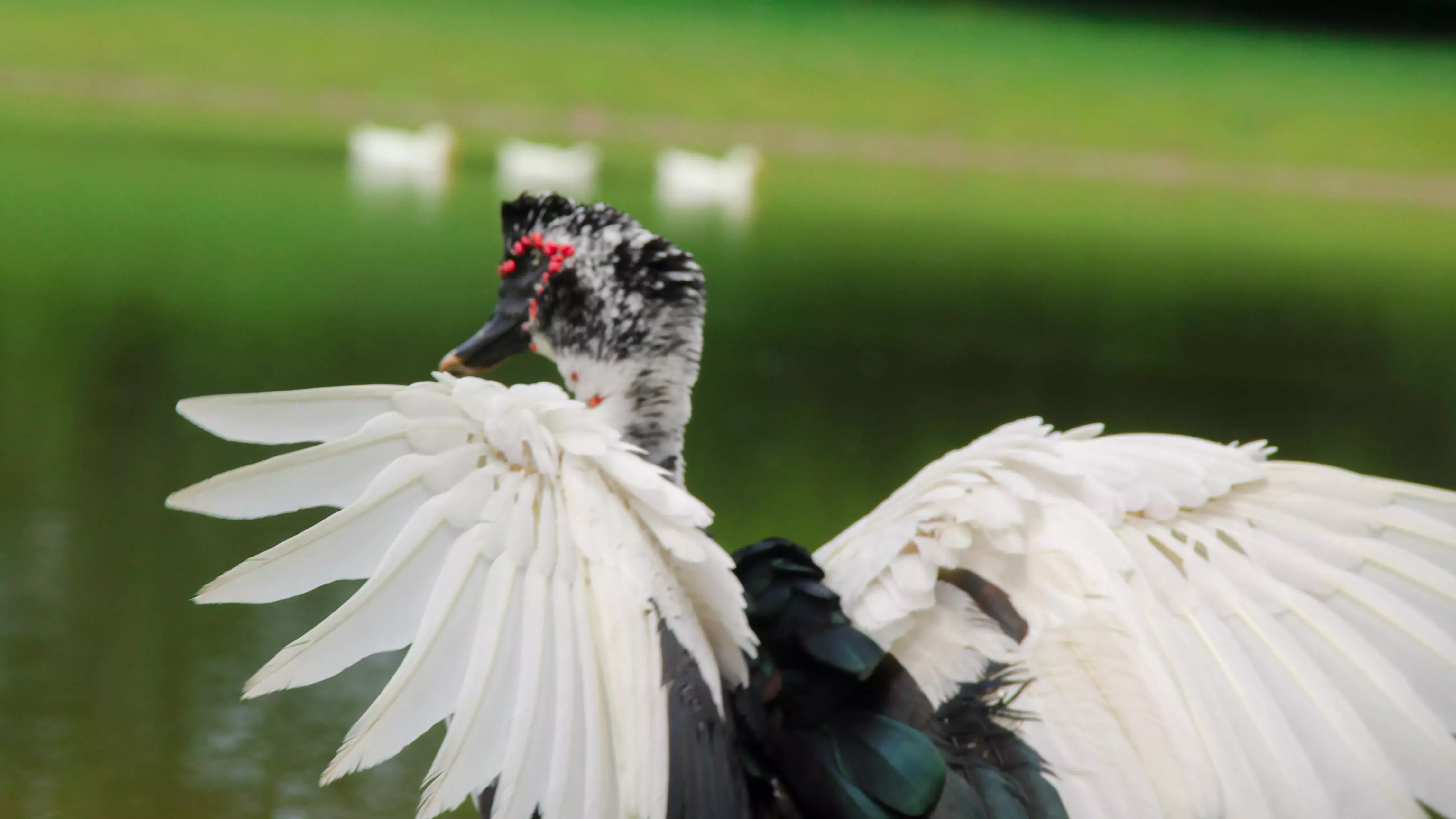 Pato en el Jagüey