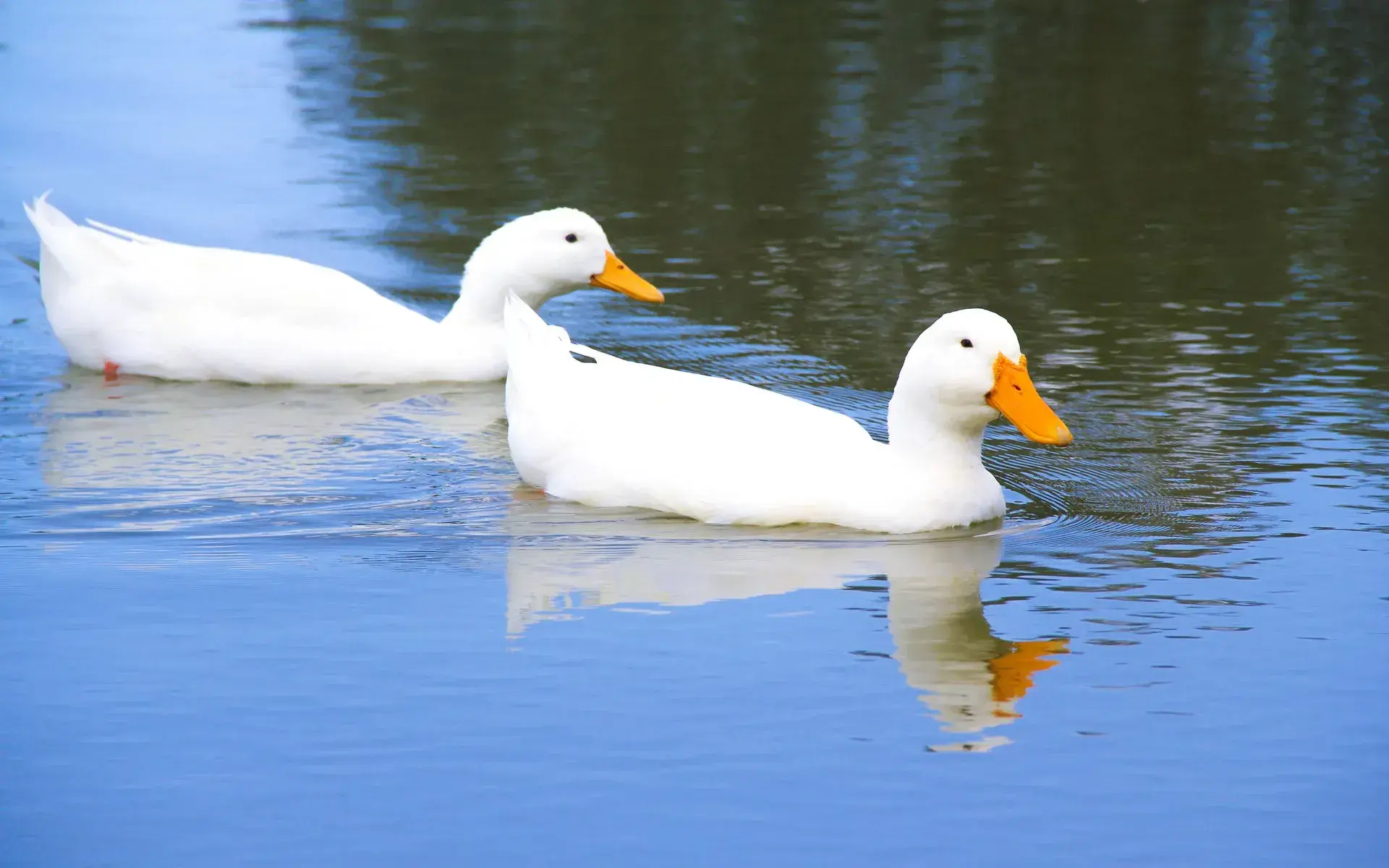 Patos en el Jagüey