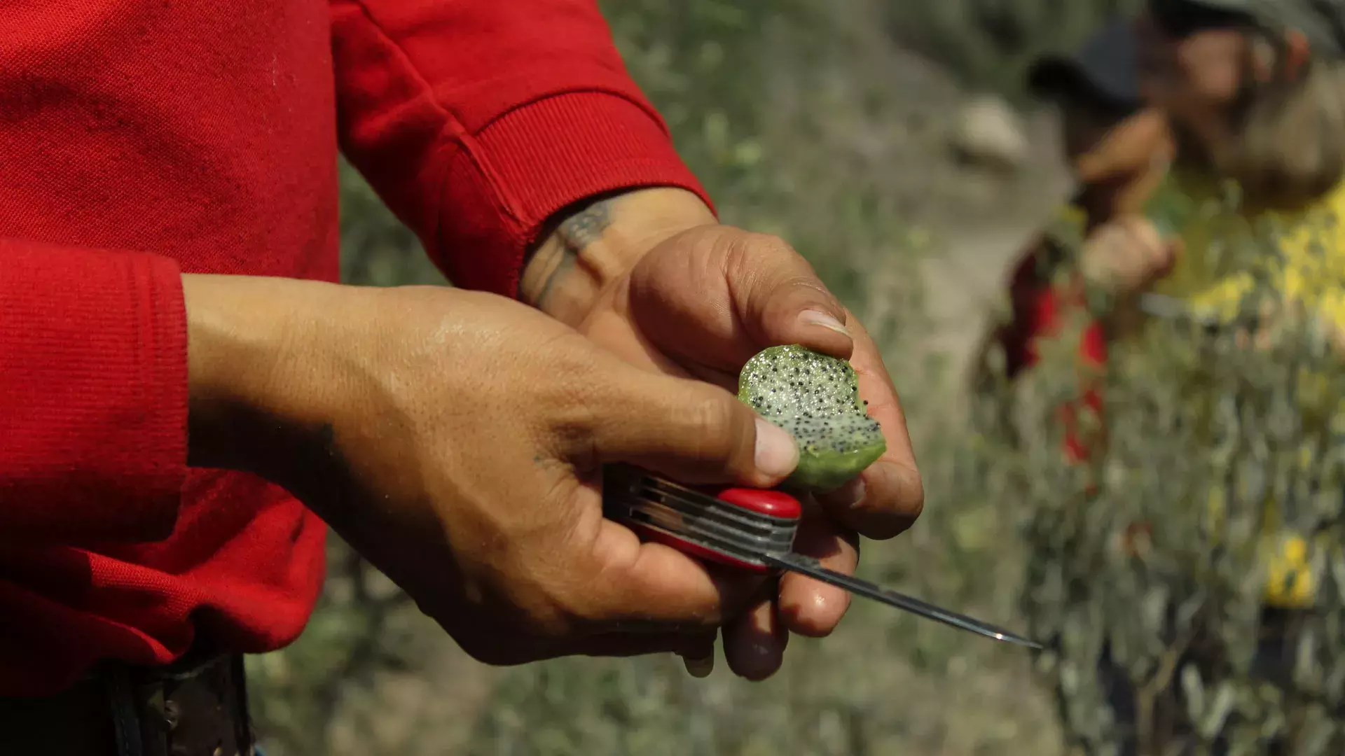 Coba, fruto de los órganos de El Alberto