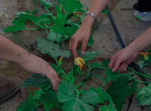 Manos trabajando en un huerto de calabazas.