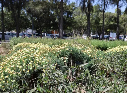 Refugio para polinizadores, reconocen al Tec Guadalajara por esta labor. 
