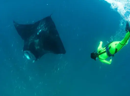 Mantarraya, Mobula Yarae.