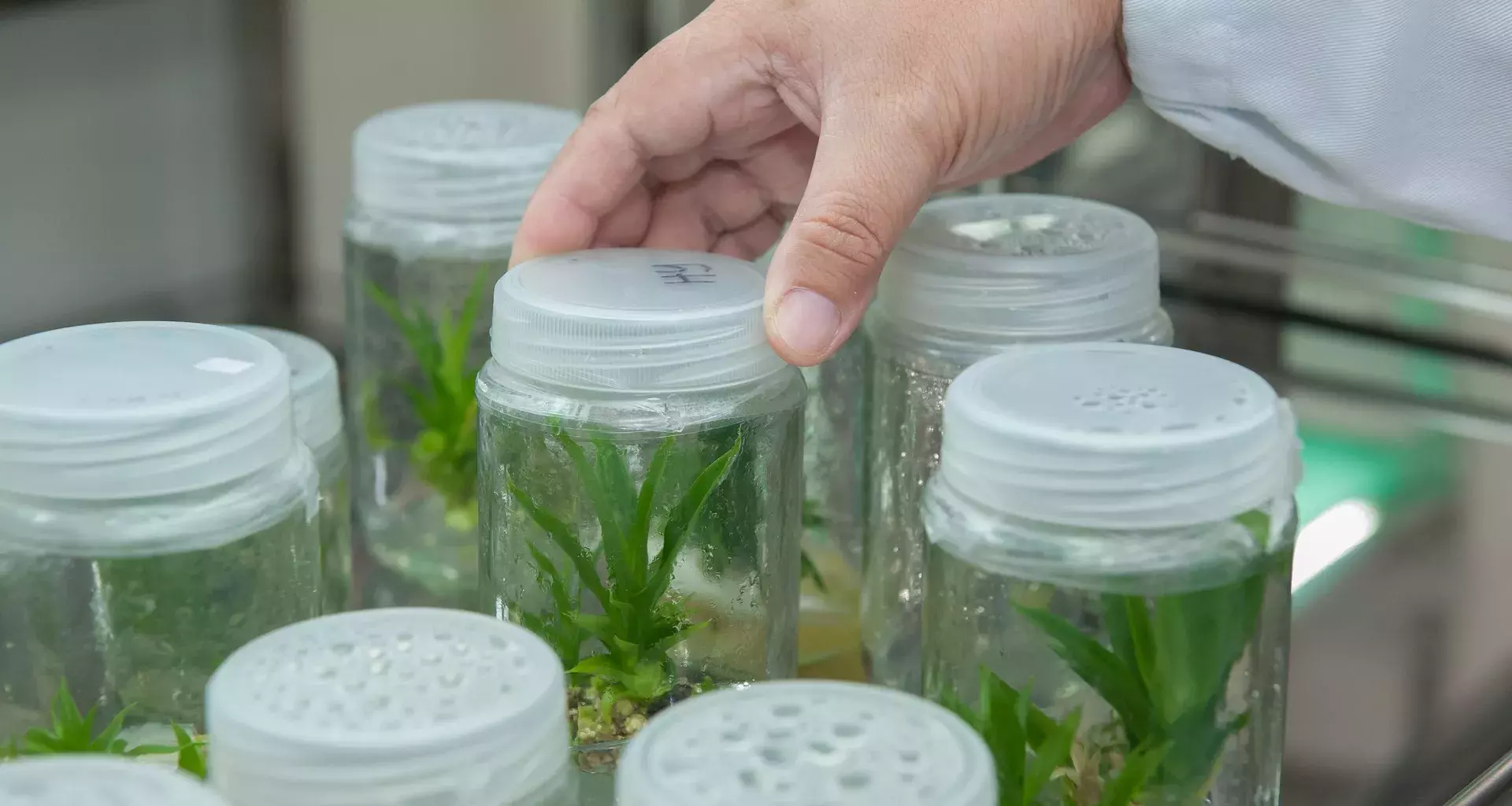 Desarrollan estudiantes de Ingeniero en Biotecnoogía (IBT), crema para ulceras a base de la planta Tournefortia hirsutissima (Tlachichinoa).