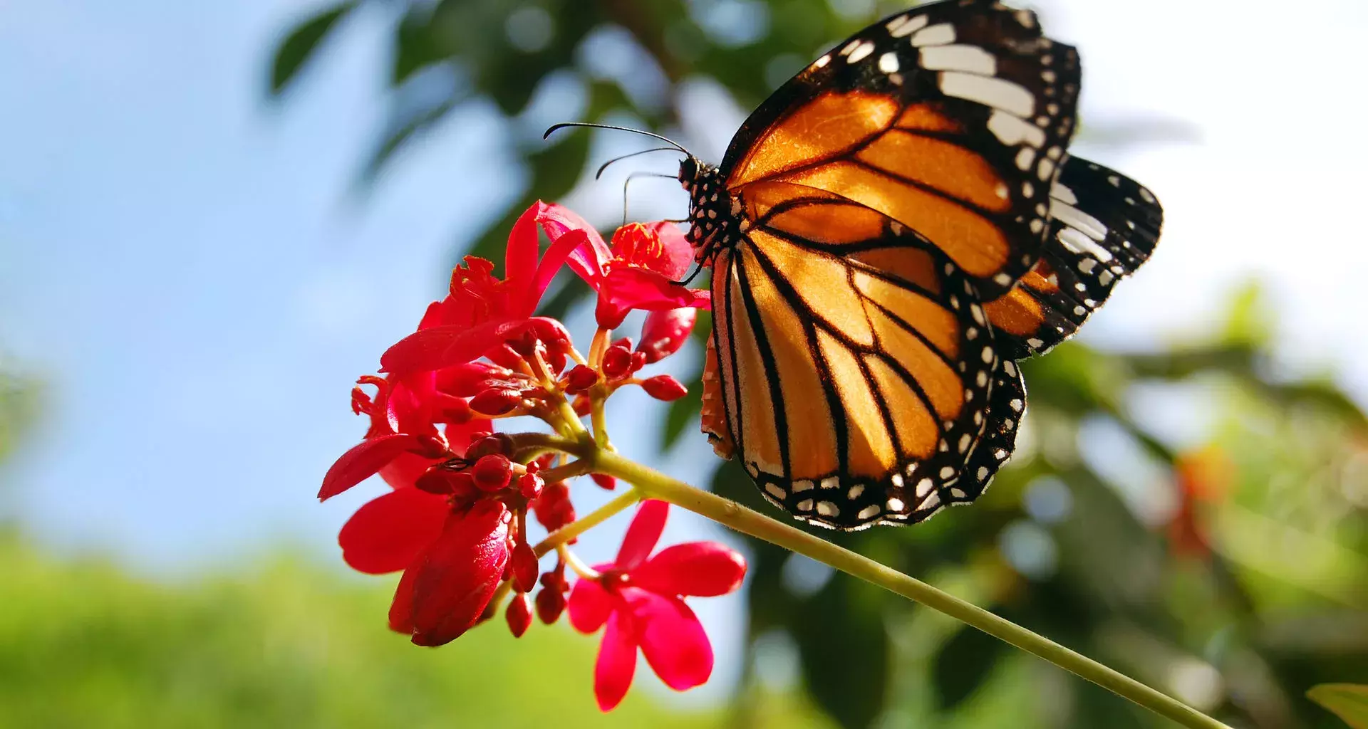 Mariposa Monarca 