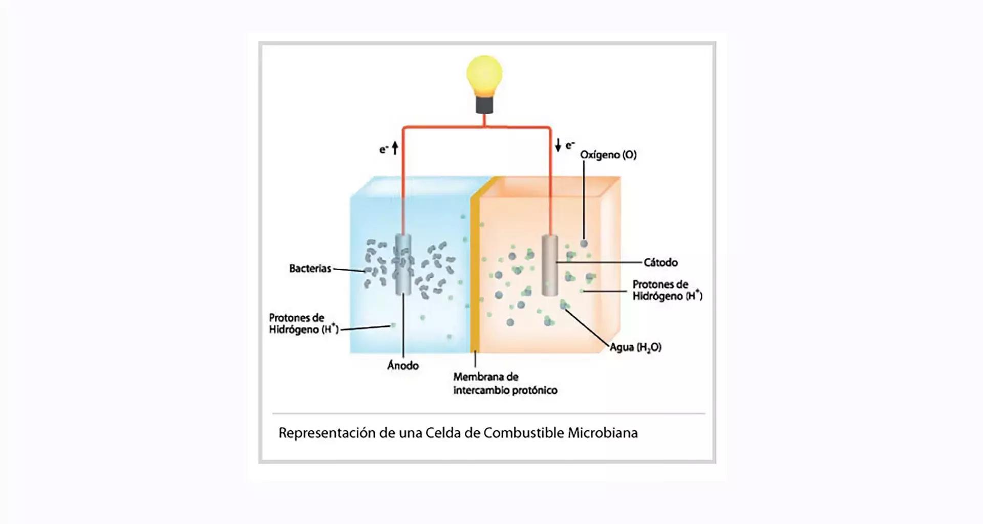 Celda de combustible microbiana