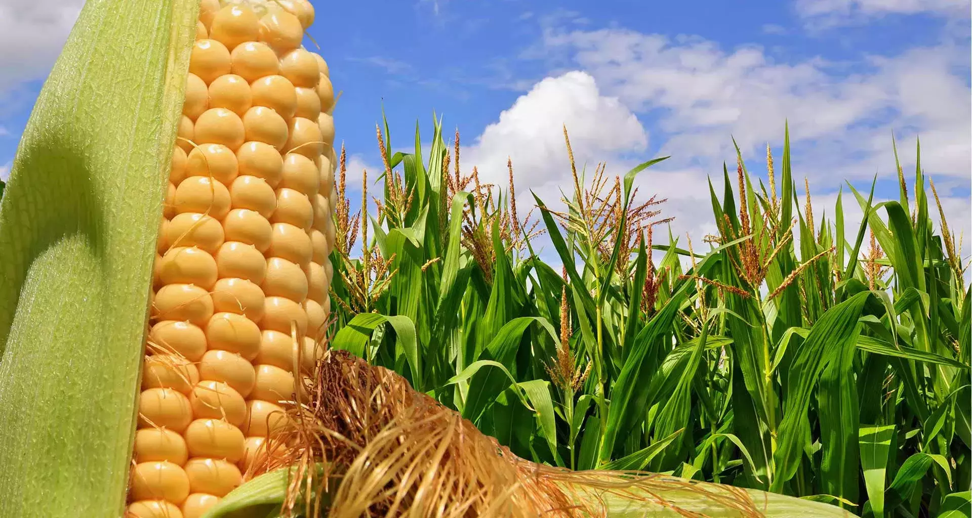 Alumnos mexicanos ganan concurso en España por biofertilizante