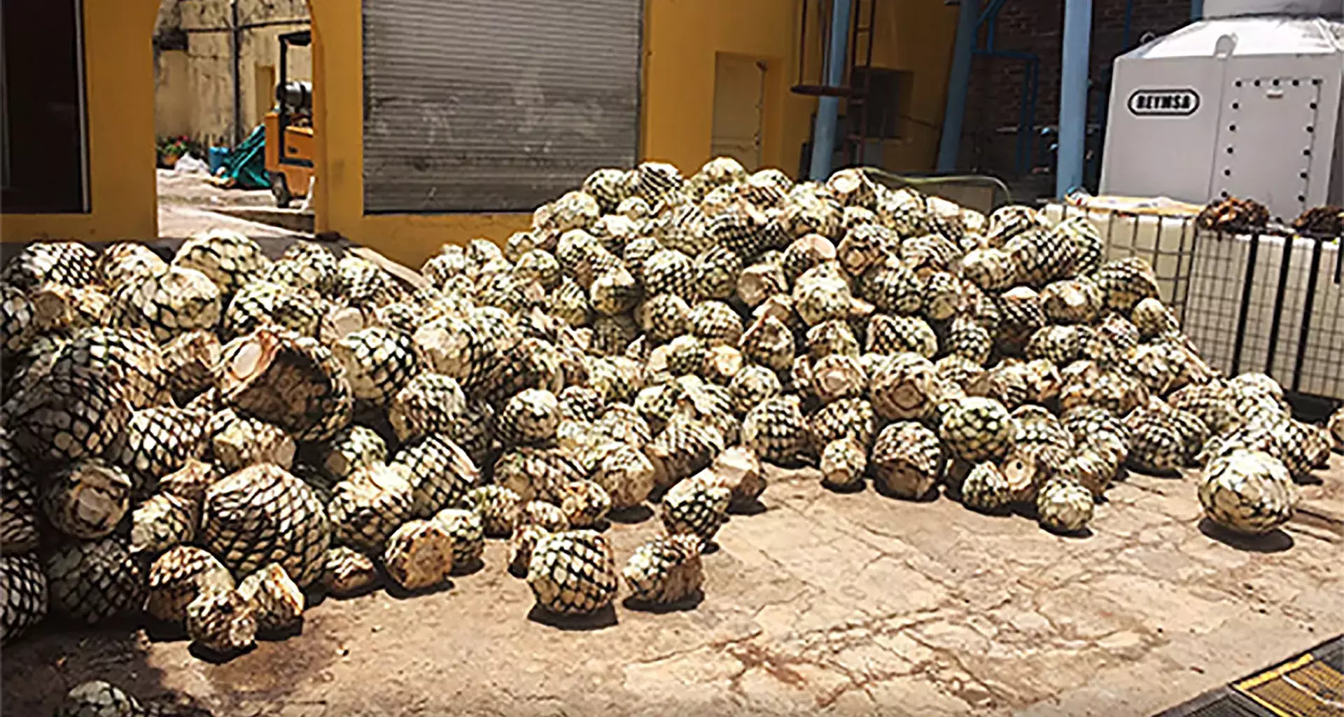 Los alumnos aprendieron el proceso que conlleva la producción del mezcal zacatecano.