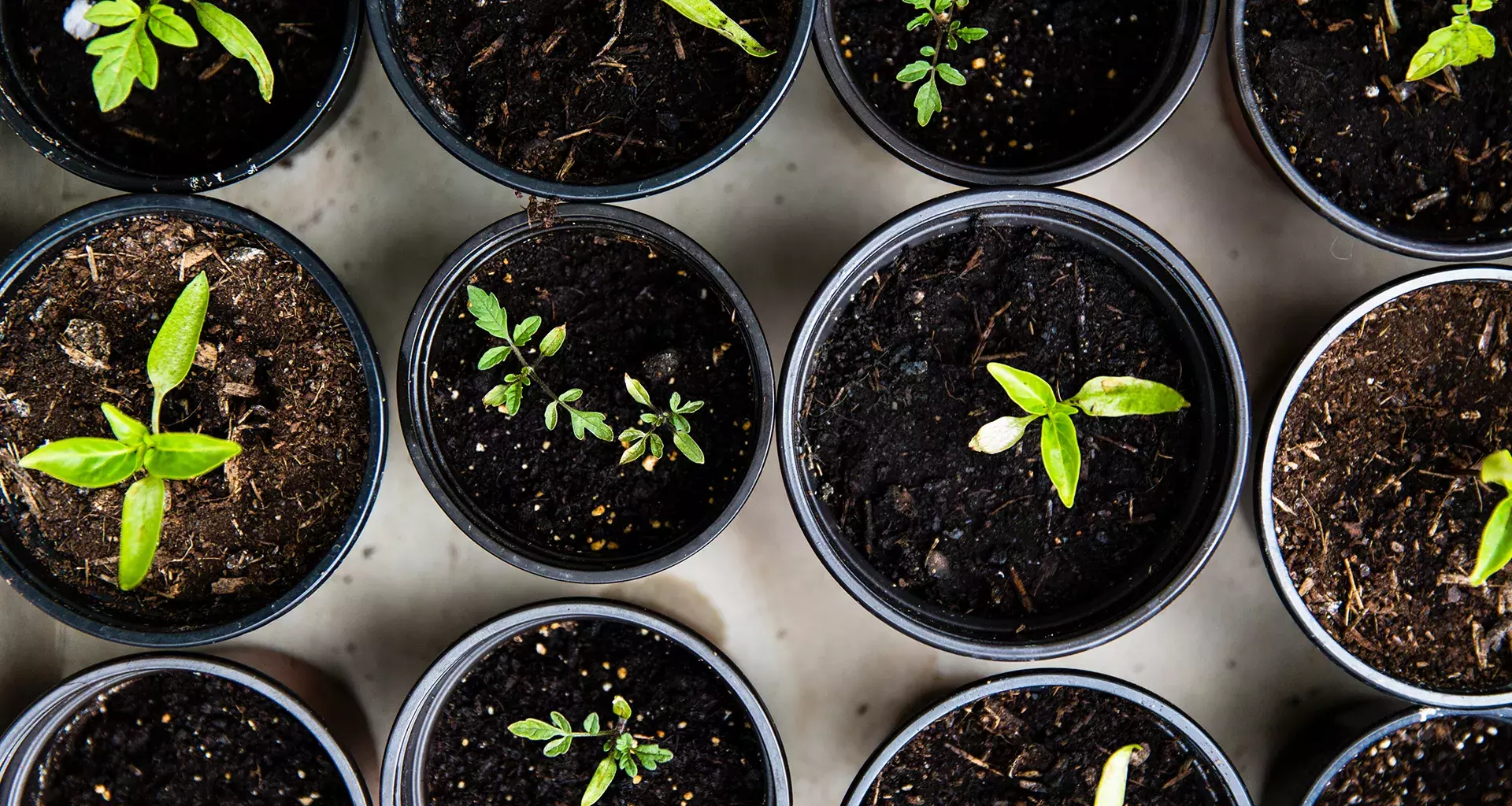 plantas de Invernadero