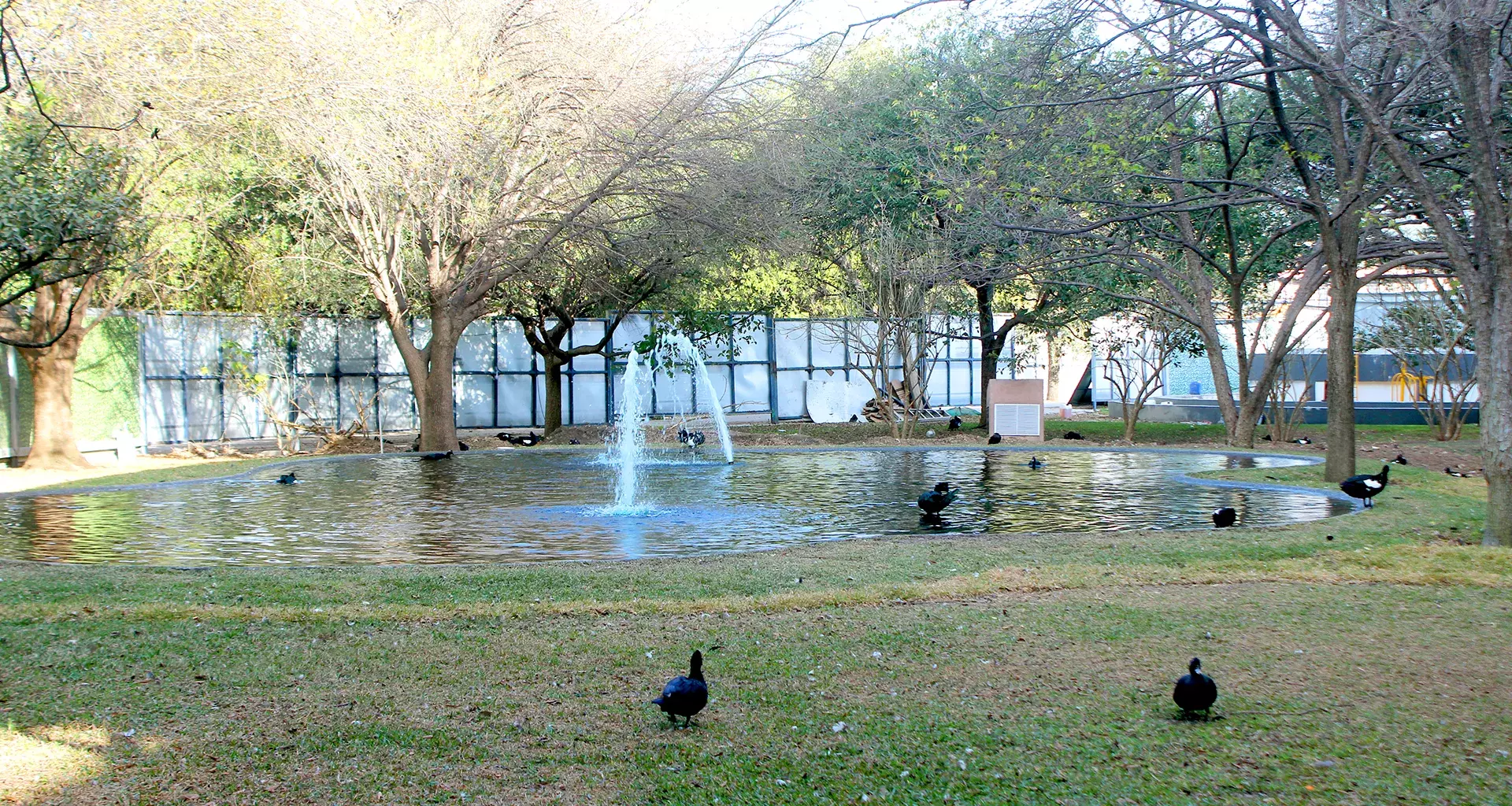 Patos