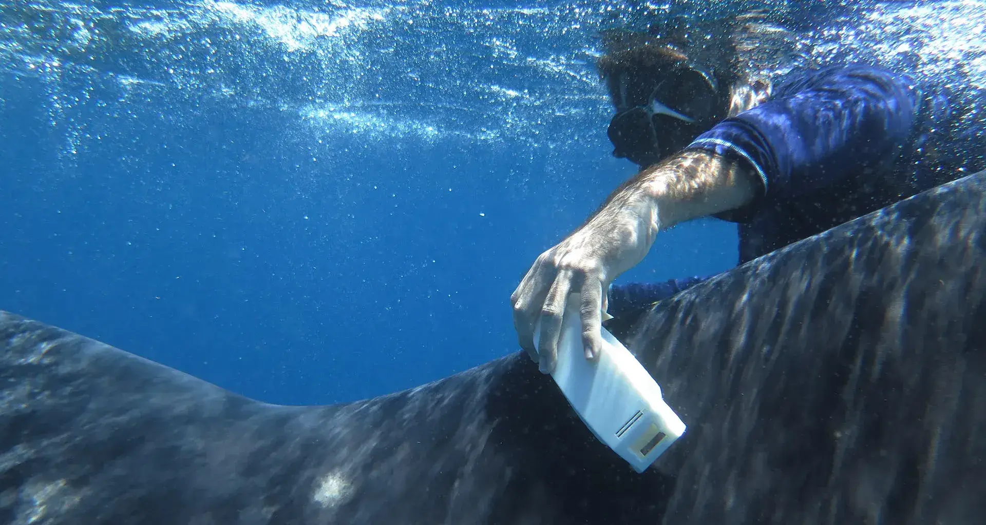 Estudiantes presentan dispositivo para estudiar al tiburón ballena