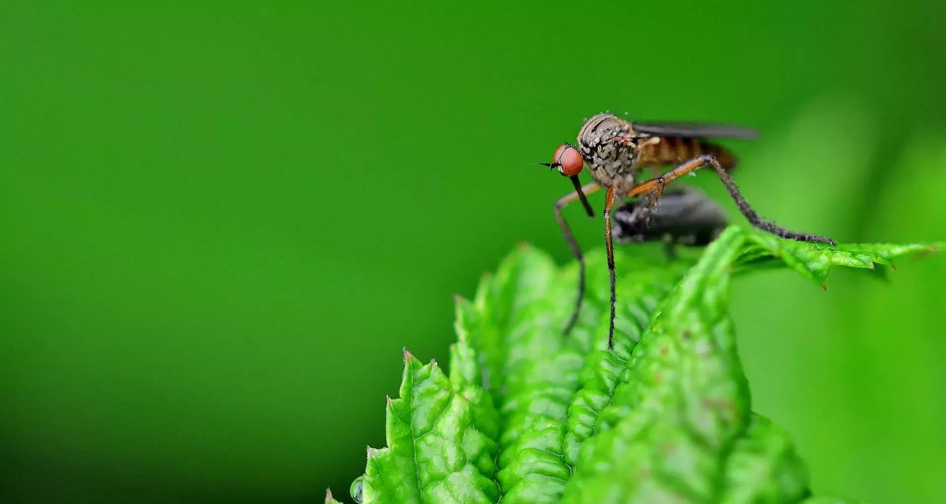 Investiga Tec mosquitos en el aeropuerto de Guadalajara 