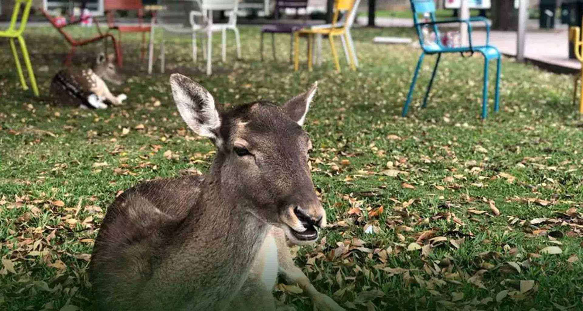 Fauna da vida al Campus Monterrey y esperará tu regreso