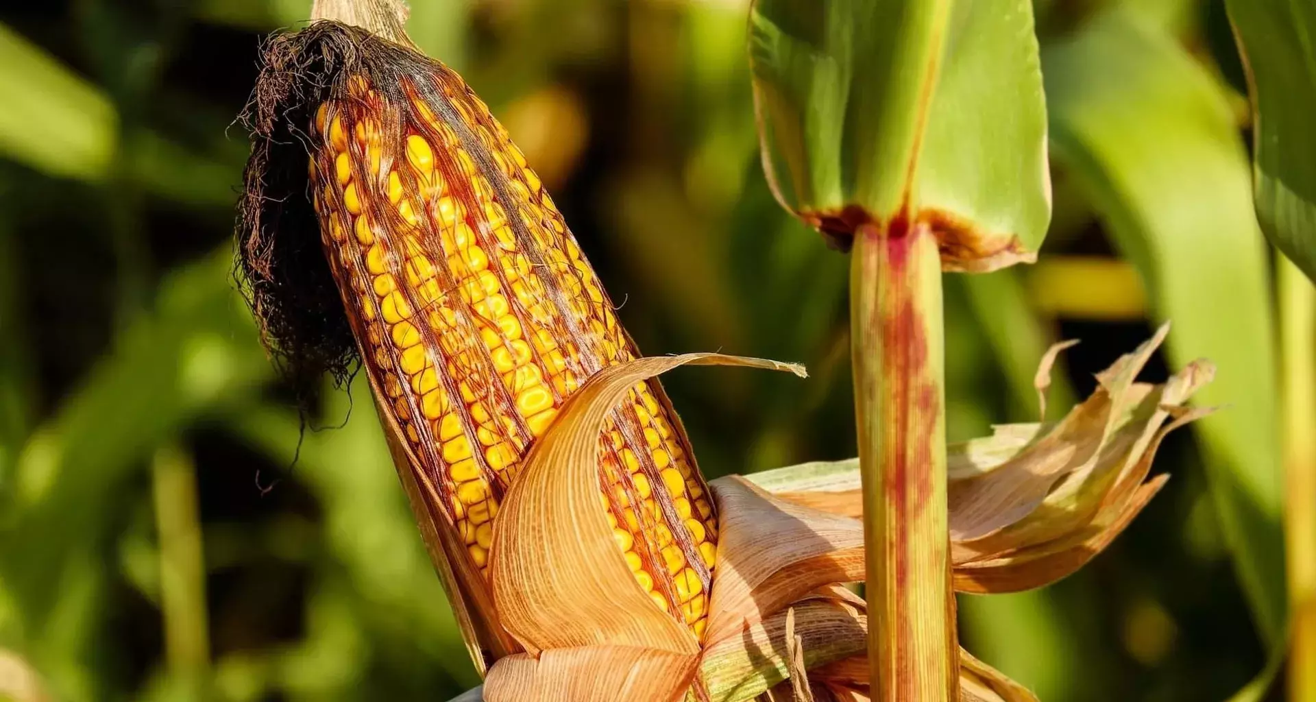 Biotecnóloga del Tec Guadalajara analiza para Semadet el desperdicio de alimento