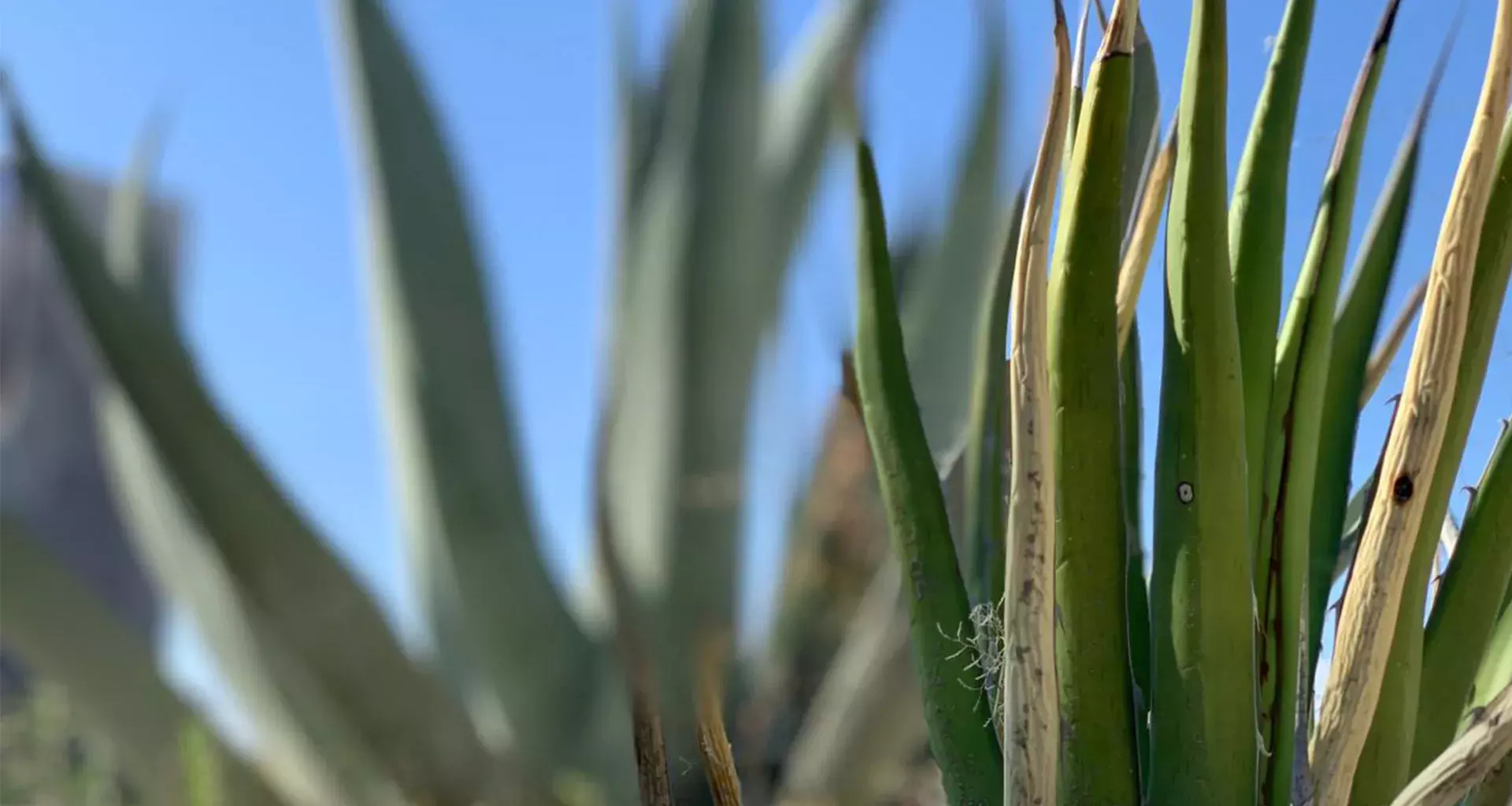 Planta de lechuguilla.