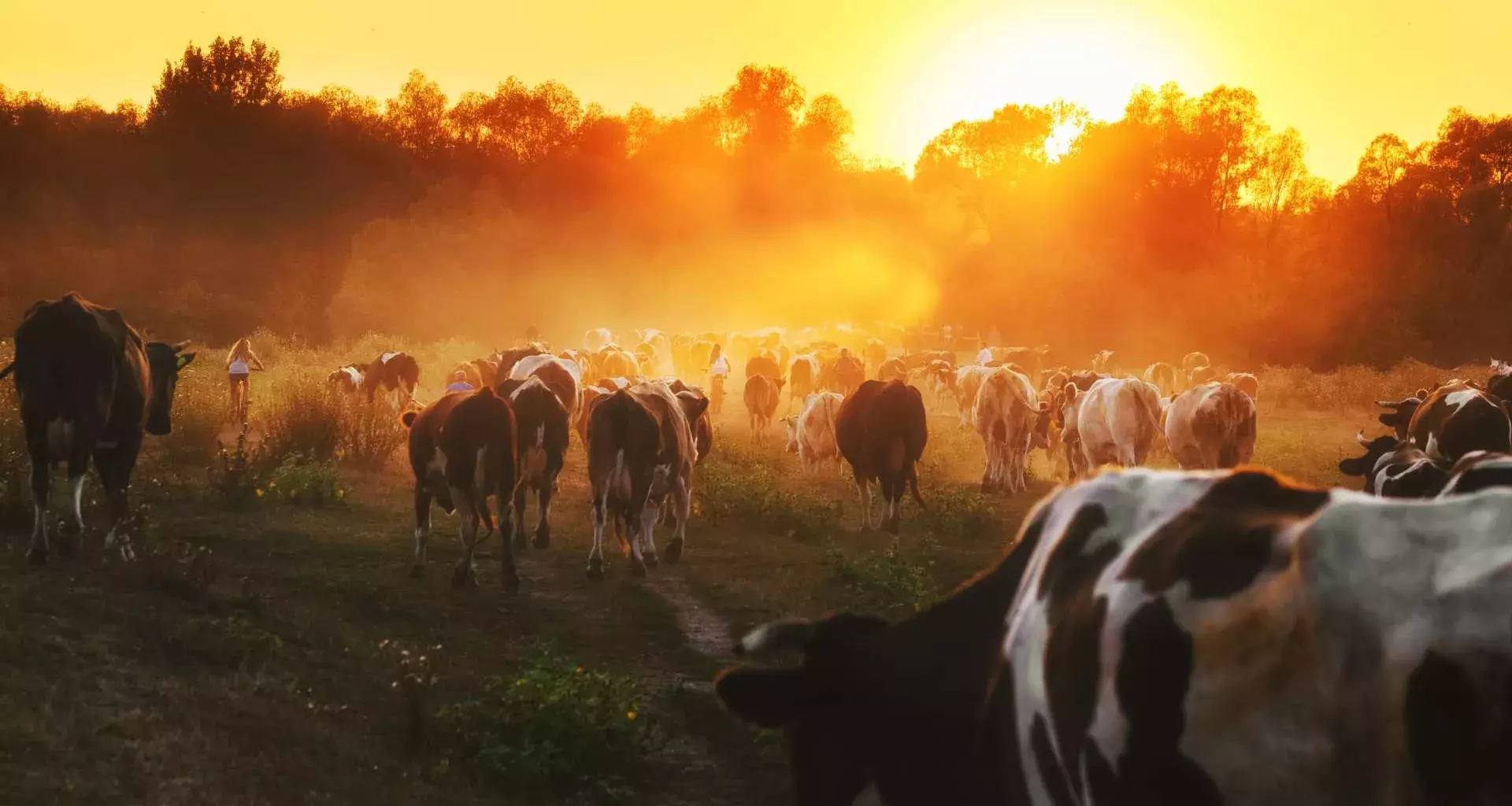 Limu es una alternativa en la alimentación para vacas