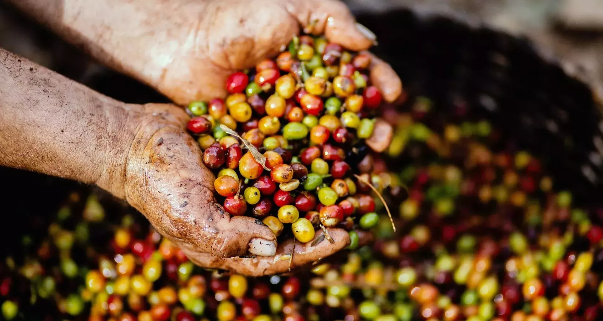 Buscan impulsar a los cafetaleros de Chiapas y ganan Premio CEMEX-Tec