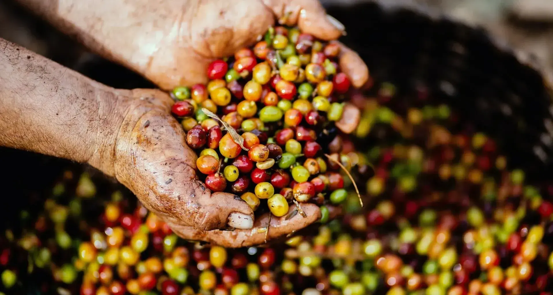 Buscan impulsar a los cafetaleros de Chiapas y ganan Premio CEMEX-Tec