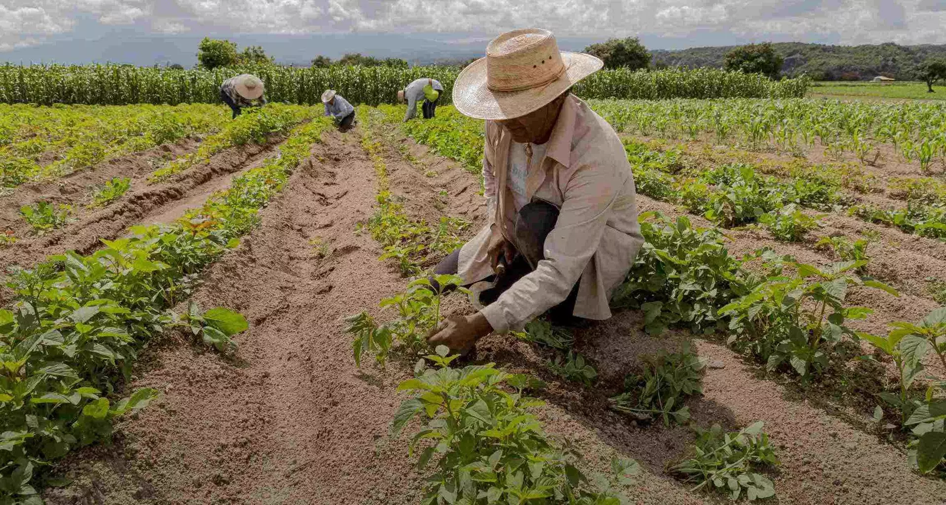 Hombre trabajando en agricultura