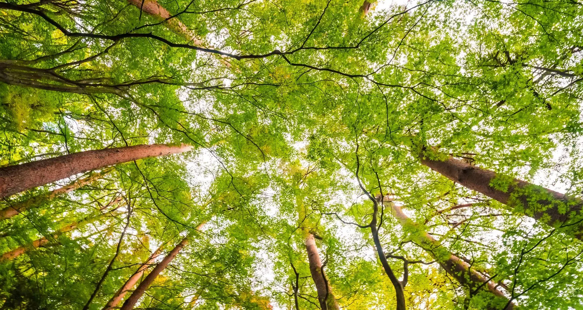 ¿Porqué importa la educación ambiental y porqué tiene un día mundial?