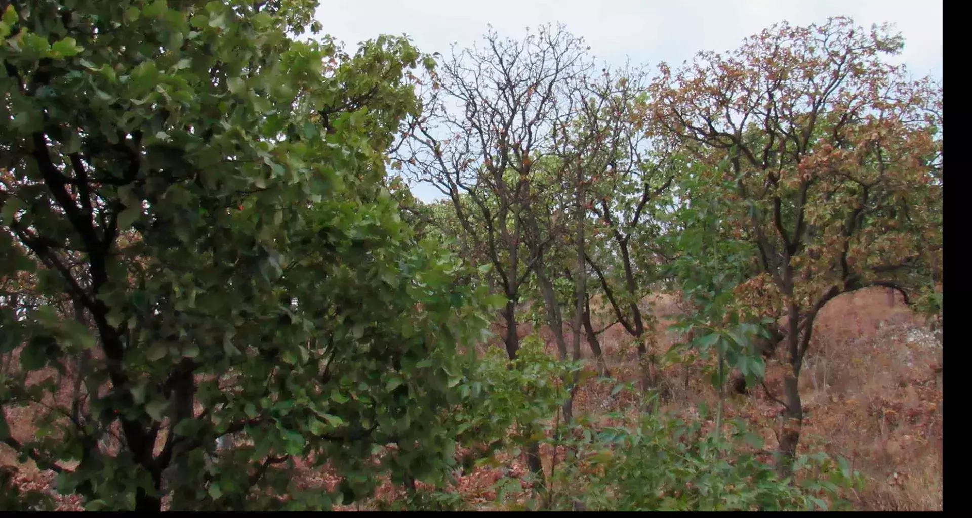 C+Lab del Tec realizó el diálogo sobre Bosque La Primavera.