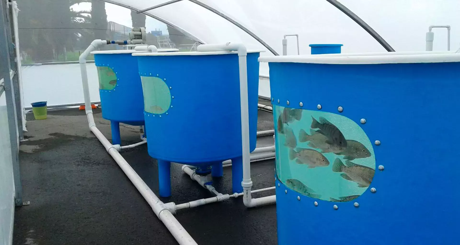 Tanques de peces del proyecto UMD-TEC Aquaponic Systems