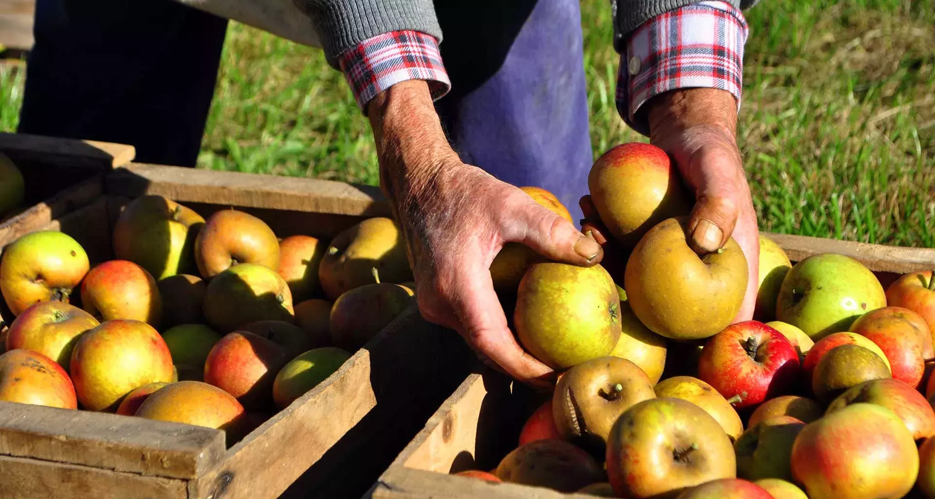 SAVEFRUIT desarrolla tecnologías post-cosecha para alargar la maduración de los 