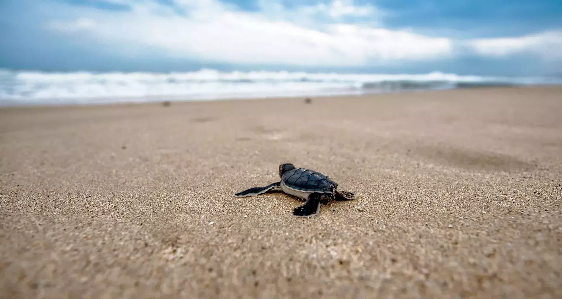 Tortuga marina caminando sobre la arena hacia el agua