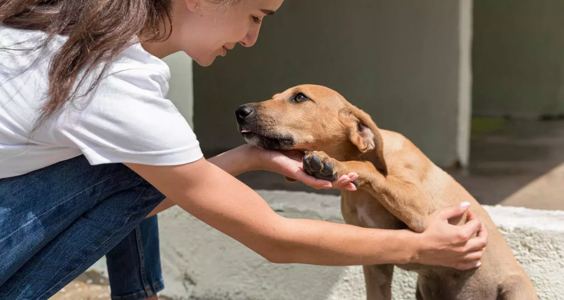 Voluntaria atendiendo a un perro