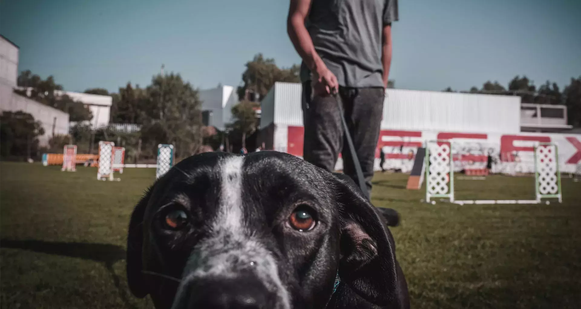 Tips para cuidar a tu perro, Tec CEM, 2023, Navidad