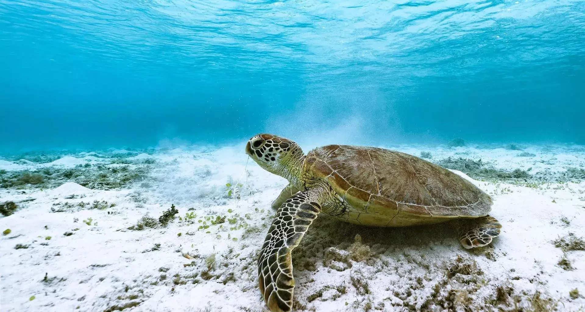 Tortuga marina en el fondo del mar