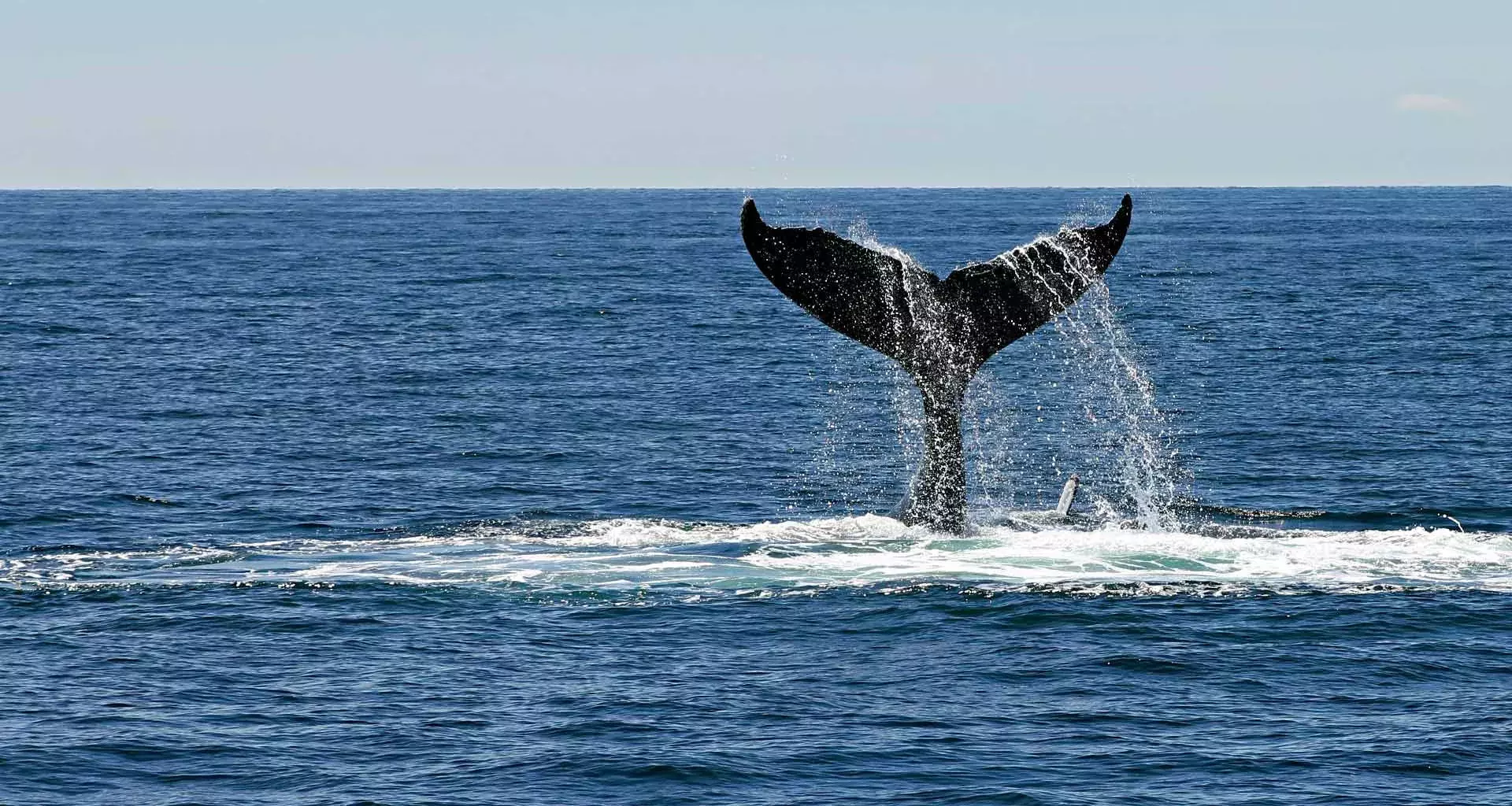 Community Service of Tecnológico de Monterrey works to save whales in Guerrero