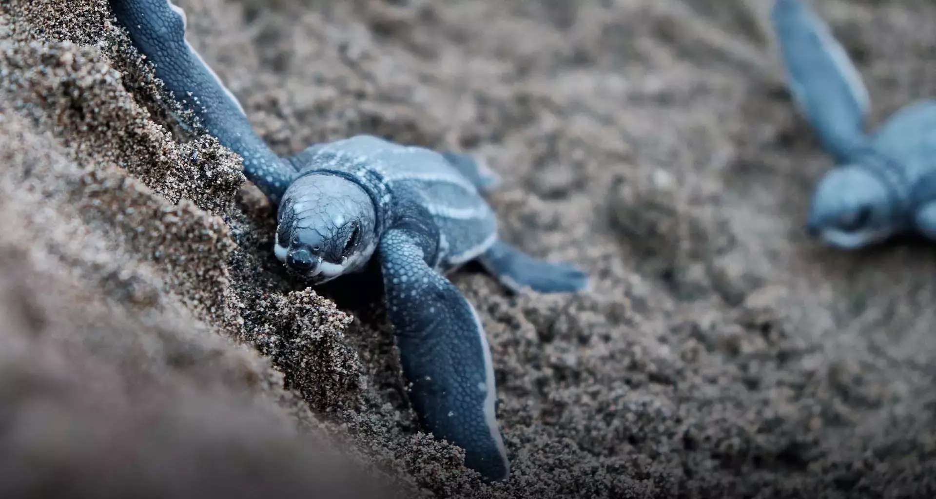 Cría de tortuga marina en playa