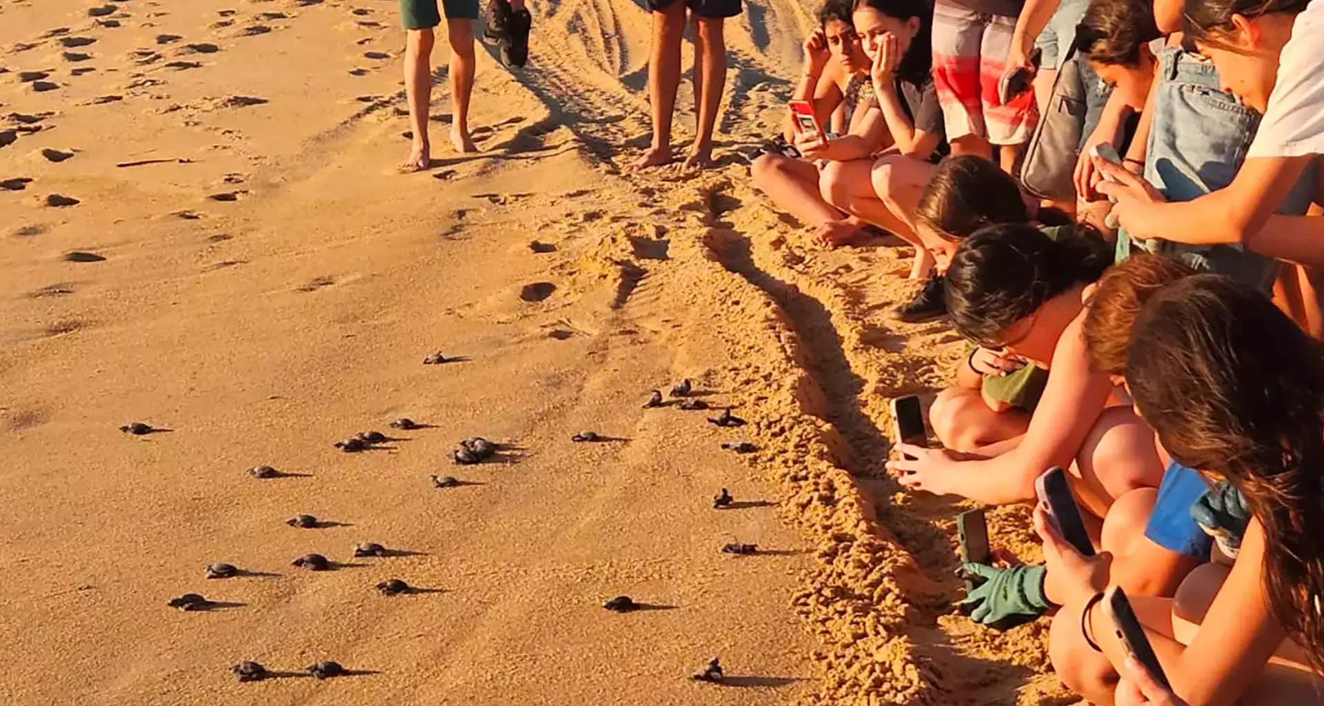 Campamento tortuguero para participantes de grupo estudiantil Manos Verdes, del Tec Guadalajara.