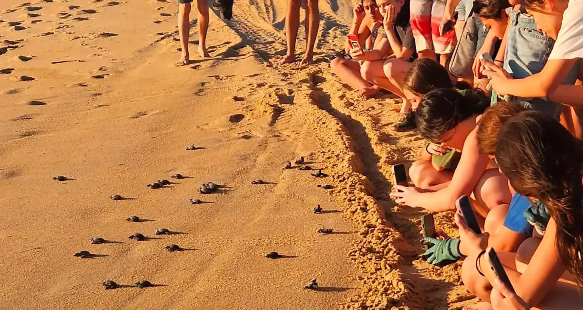 Campamento tortuguero para participantes de grupo estudiantil Manos Verdes, del Tec Guadalajara.