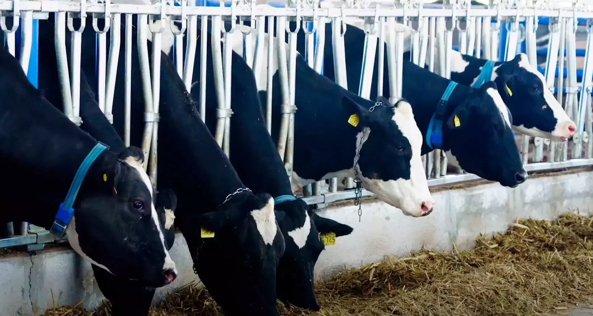 Campo Agro Experimental del Tec Qro premiado por su producción lechera y tecnología