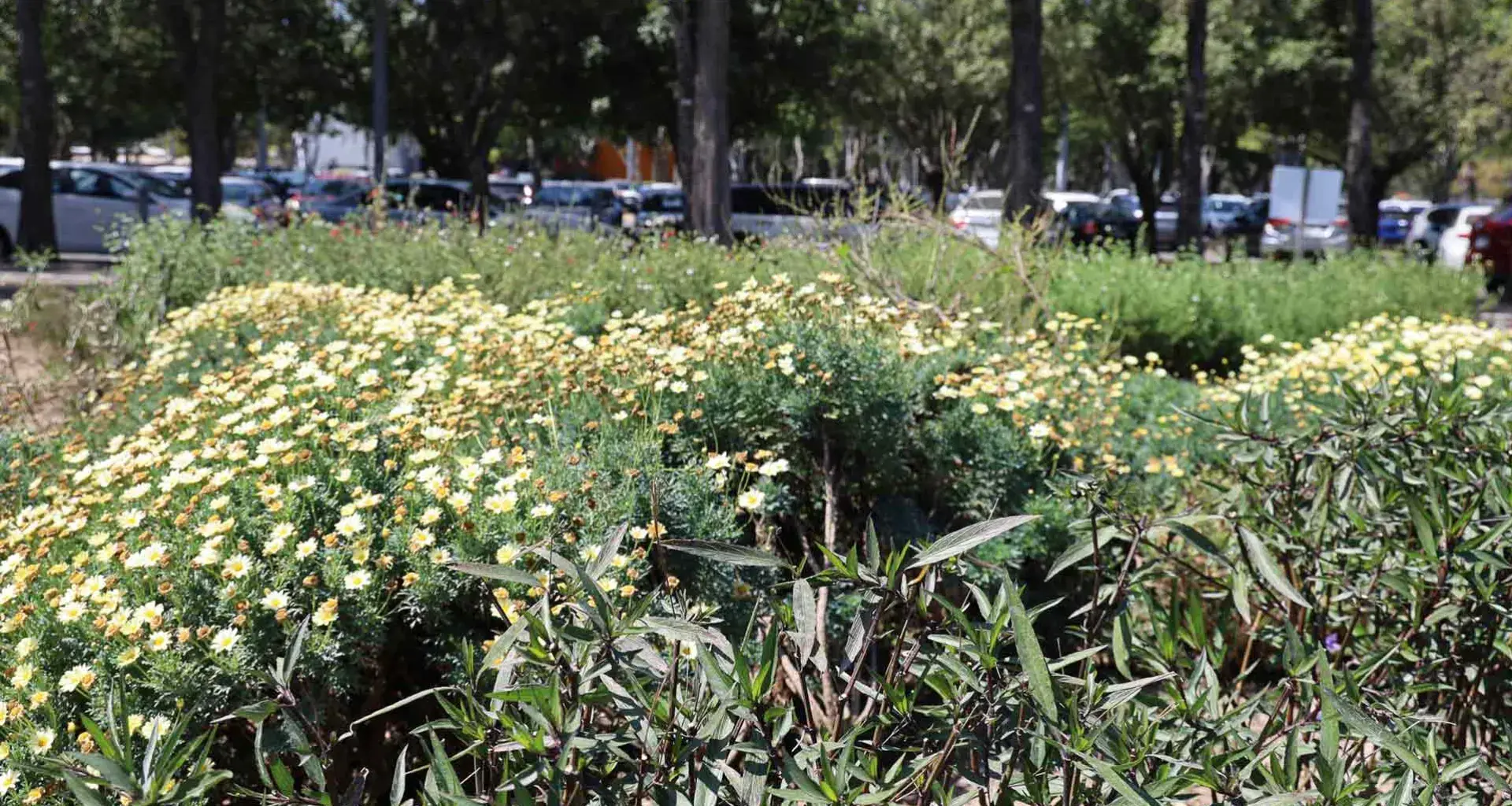 Refugio para polinizadores, reconocen al Tec Guadalajara por esta labor. 