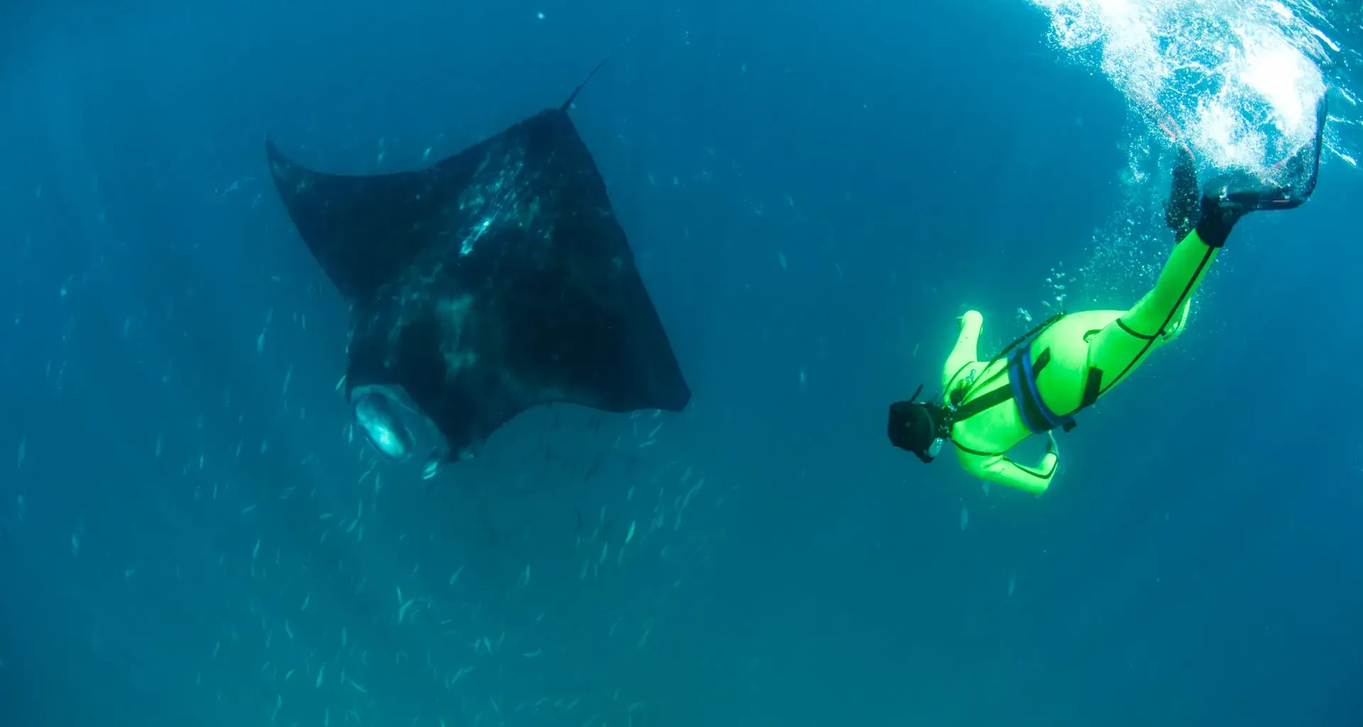 Mantarraya, Mobula Yarae.