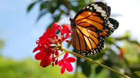 Alumnos del Tec crean app para preservar a la mariposa monarca 