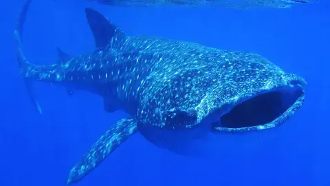Alumnos del Tec diseñan dispositivo para investigar el tiburón ballena