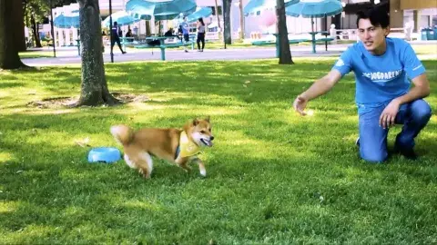 Dogsi, tu perro como en casa