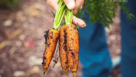 Egresado de Producción Musical emprende para el campo