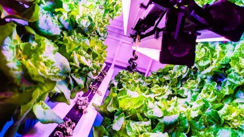 The Mexican startup that’s innovating in agriculture