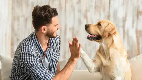Alumnos de negocios del Tec colaboran con empresa de mascotas
