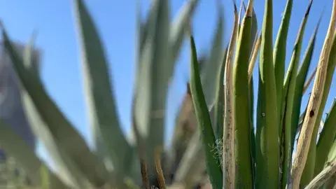 Maestra del Tec colabora en creación de maquillaje con flora desértica