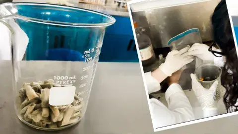 Ellas eliminan las colillas de cigarro convirtiéndolas en bioplástico