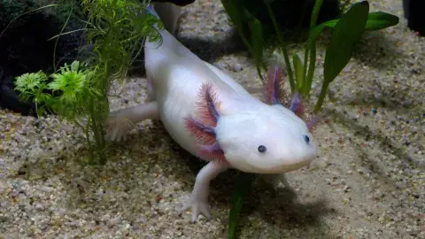 "El Axolote": empresa social que busca regenerar el medioambiente