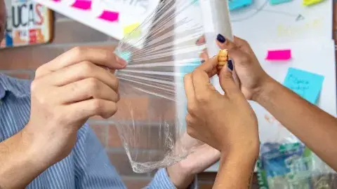 ¡Sin miedo al éxito y al sargazo! Los premian por proyecto sustentable