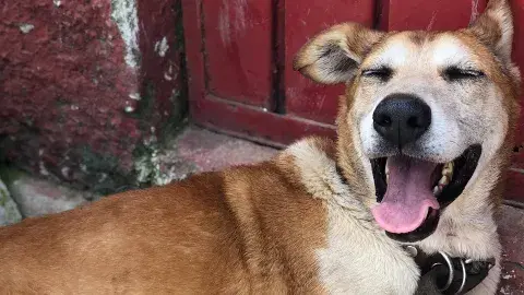 La venta de manzanas que ha cambiado la vida de más de 300 perritos
