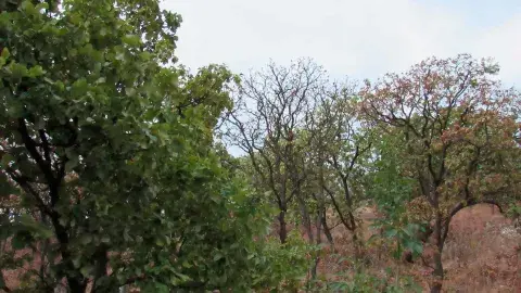Bosque La Primavera: El Tec dialoga sobre conservación en Guadalajara
