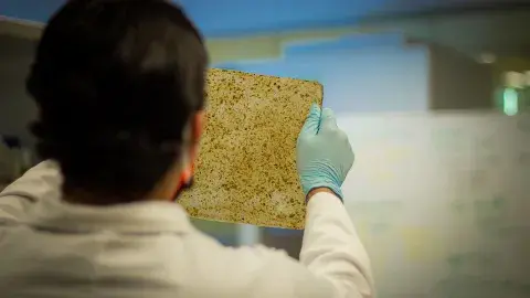 ¡No venden piñas… pero las aprovechan! Crean bioplástico con residuos